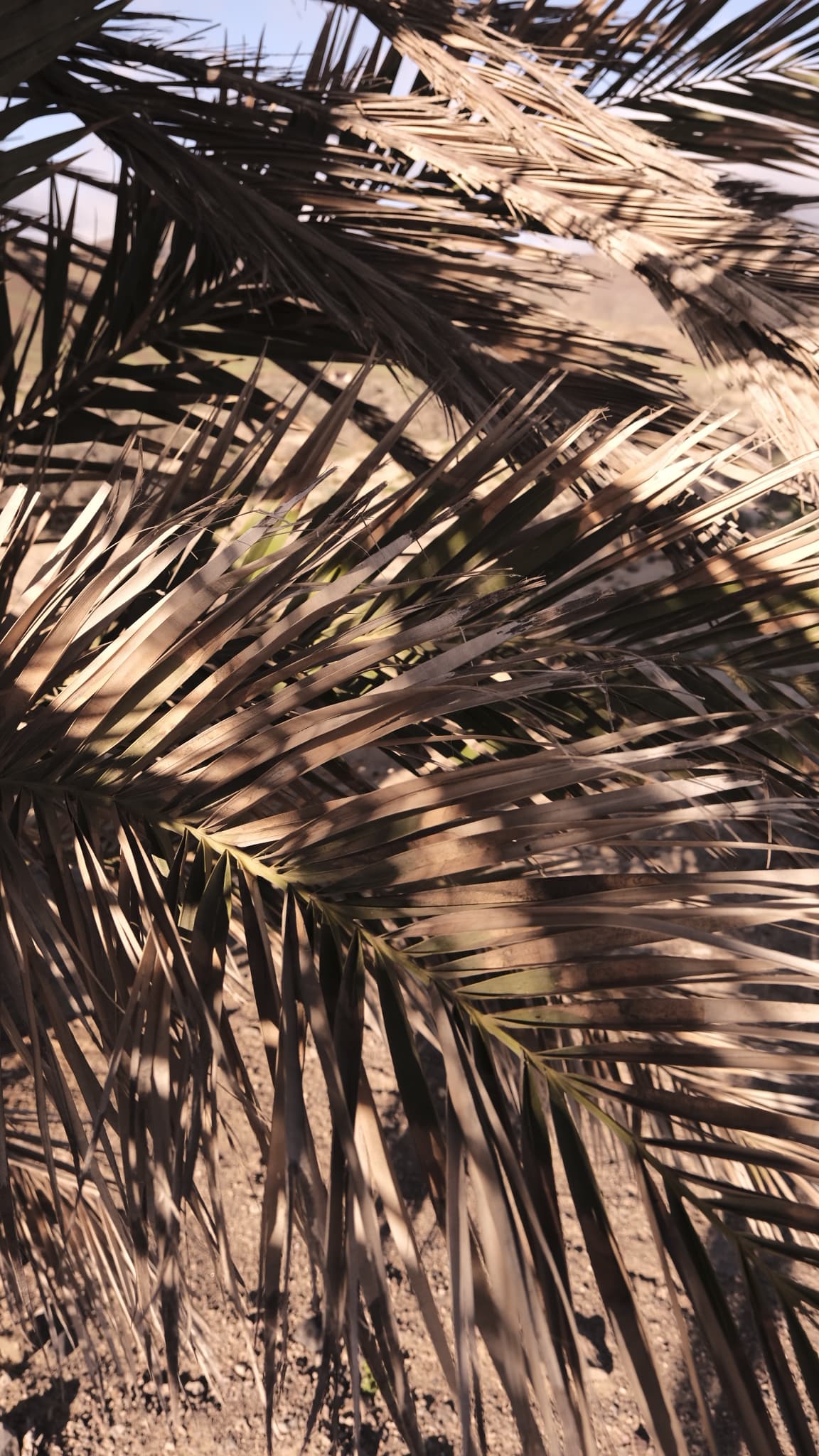 Palms